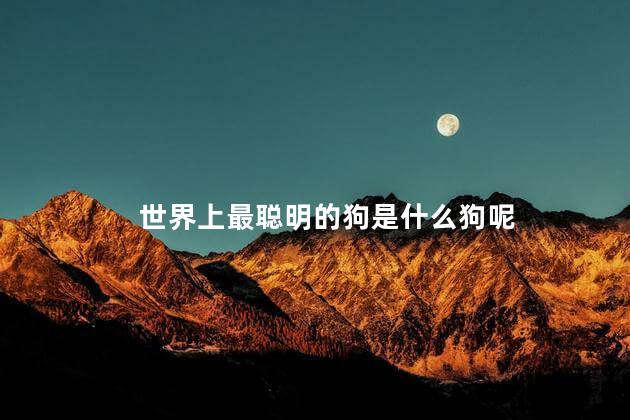 世界上最聪明的狗是什么狗呢