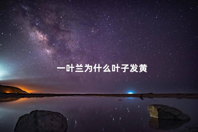 一叶兰为什么叶子发黄，一叶兰黄叶需要剪掉吗