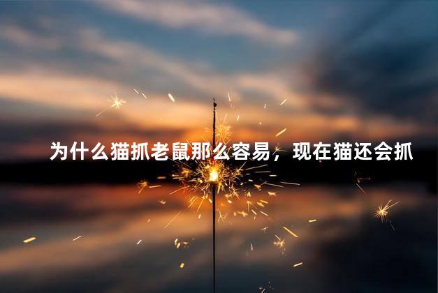 为什么猫抓老鼠那么容易，现在猫还会抓老鼠吗