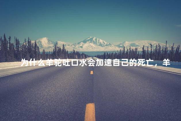 为什么羊驼吐口水会加速自己的死亡，羊驼吐口水为什么说是加速死亡