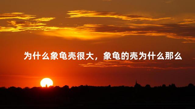 为什么象龟壳很大，象龟的壳为什么那么大