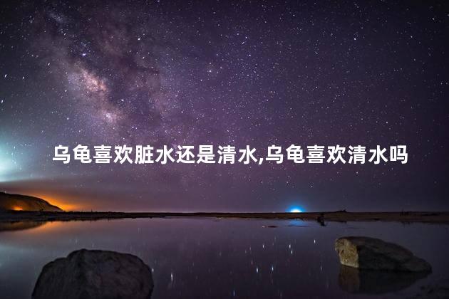 乌龟喜欢脏水还是清水,乌龟喜欢清水吗