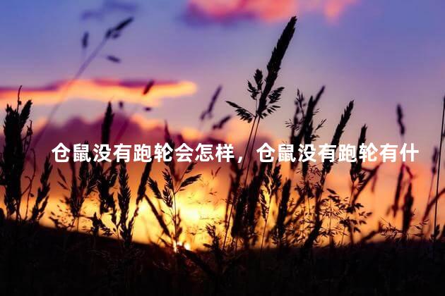仓鼠没有跑轮会怎样，仓鼠没有跑轮有什么后果