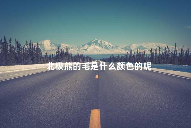 北极熊的毛是什么颜色的呢 北极能的毛是什么颜色