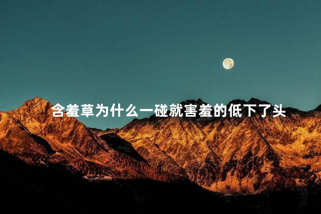 含羞草为什么一碰就害羞的低下了头，含羞草叶子合拢的原理