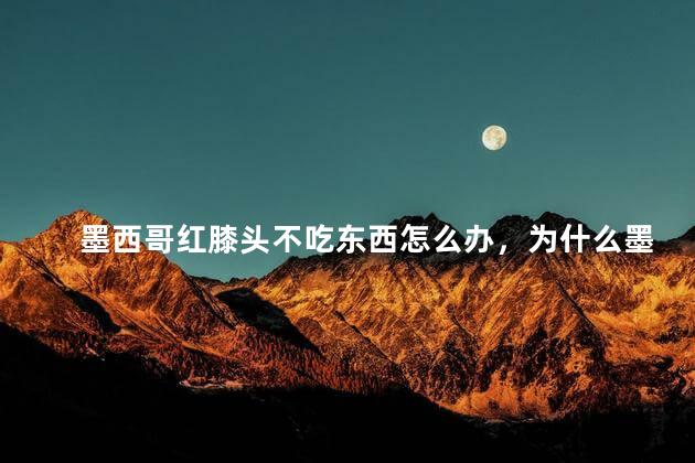 墨西哥红膝头不吃东西怎么办，为什么墨西哥红膝头不吃东西