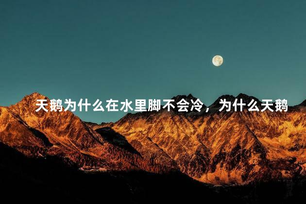 天鹅为什么在水里脚不会冷，为什么天鹅在水里不怕冷呢