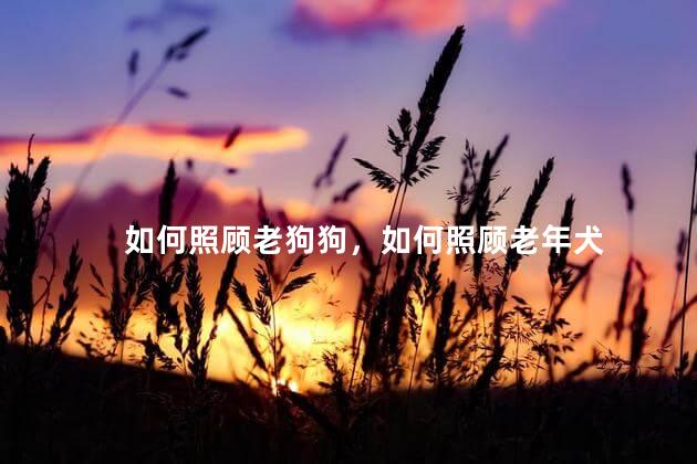 如何照顾老狗狗，如何照顾老年犬