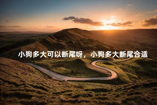 小狗多大可以断尾呀，小狗多大断尾合适