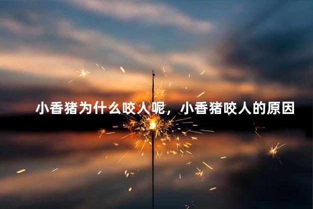小香猪为什么咬人呢，小香猪咬人的原因
