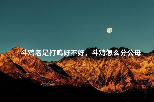 斗鸡老是打鸣好不好，斗鸡怎么分公母