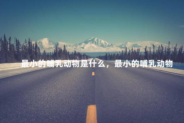 最小的哺乳动物是什么，最小的哺乳动物是什么东西