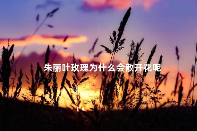 朱丽叶玫瑰为什么会散开花呢，为什么朱丽叶玫瑰会散花