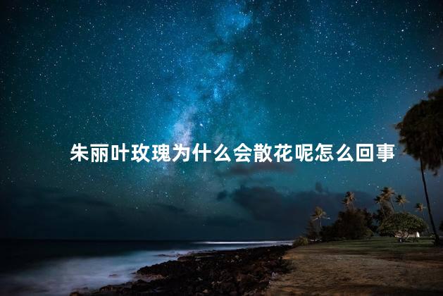 朱丽叶玫瑰为什么会散花呢怎么回事，为什么朱丽叶玫瑰会散花