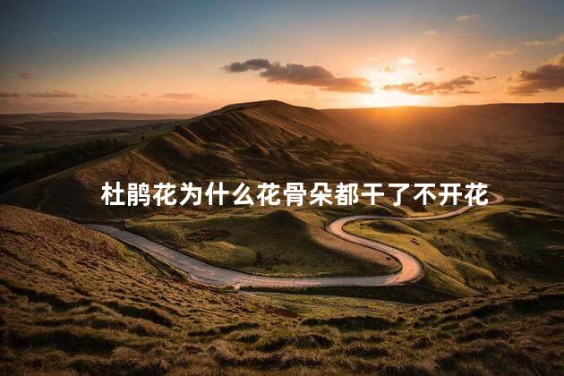 杜鹃花为什么花骨朵都干了不开花，杜鹃花花骨朵都干了不开花怎么回事
