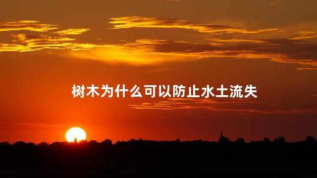 树木为什么可以防止水土流失，树木可以防止水土流失的原因