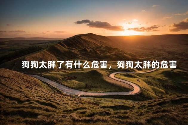 狗狗太胖了有什么危害，狗狗太胖的危害有哪些