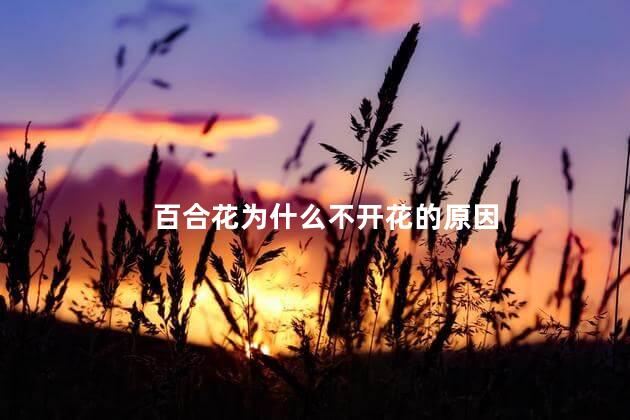 百合花为什么不开花的原因，百合为啥不开花