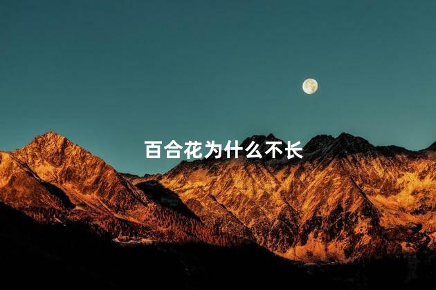 百合花为什么不长，百合花不长是什么原因