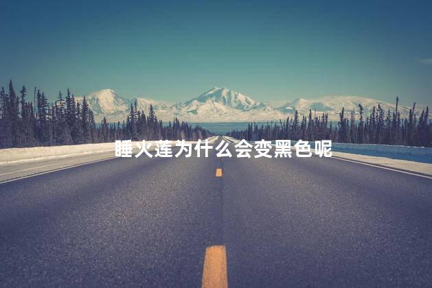 睡火莲为什么会变黑色呢，睡火莲变黑色是什么原因
