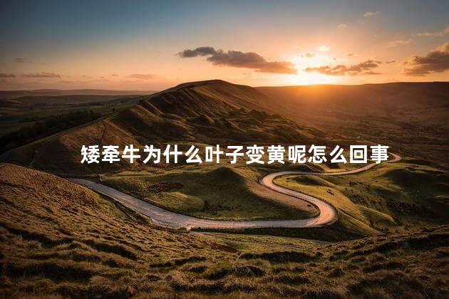 矮牵牛为什么叶子变黄呢怎么回事，矮牵牛叶子干枯是什么原因