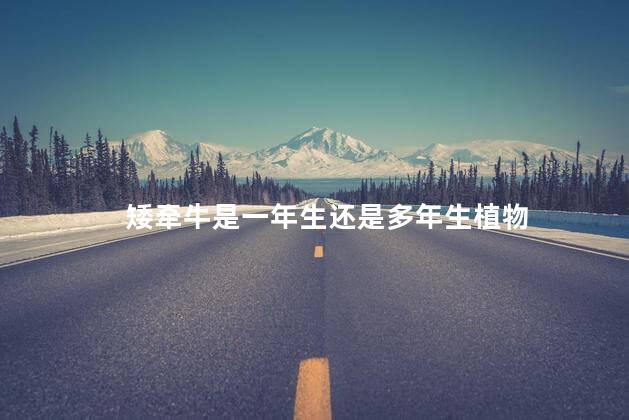 矮牵牛是一年生还是多年生植物，矮牵牛是一年生植物吗