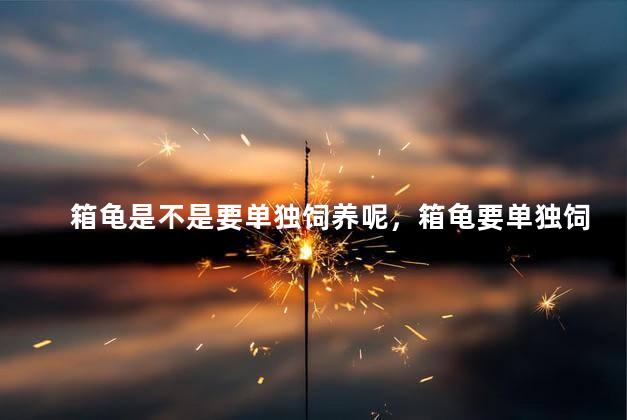 箱龟是不是要单独饲养呢，箱龟要单独饲养吗