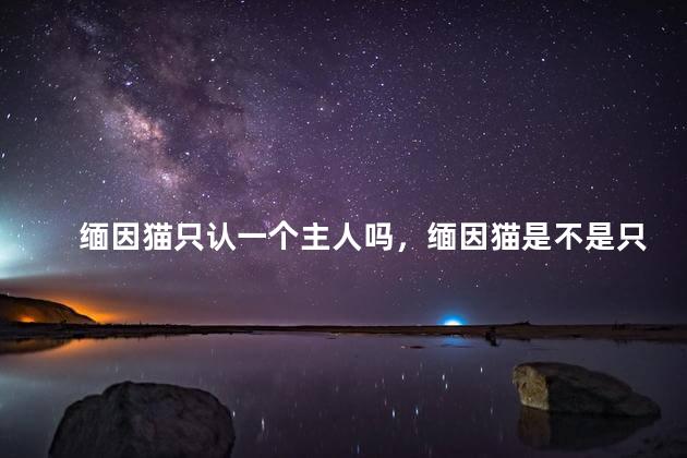 缅因猫只认一个主人吗，缅因猫是不是只认一个主人