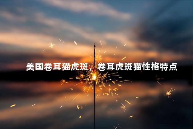 美国卷耳猫虎斑，卷耳虎斑猫性格特点