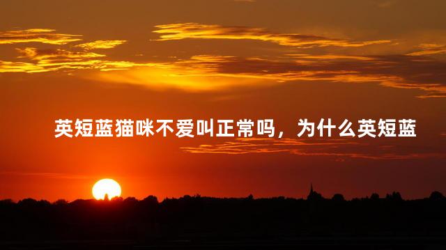 英短蓝猫咪不爱叫正常吗，为什么英短蓝猫咪不爱叫呢