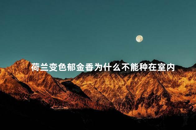荷兰变色郁金香为什么不能种在室内，家里能不能养荷兰变色郁金香