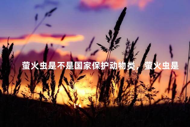萤火虫是不是国家保护动物类，萤火虫是国家保护动物类吗
