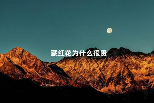 藏红花为什么很贵，藏红花贵的原因
