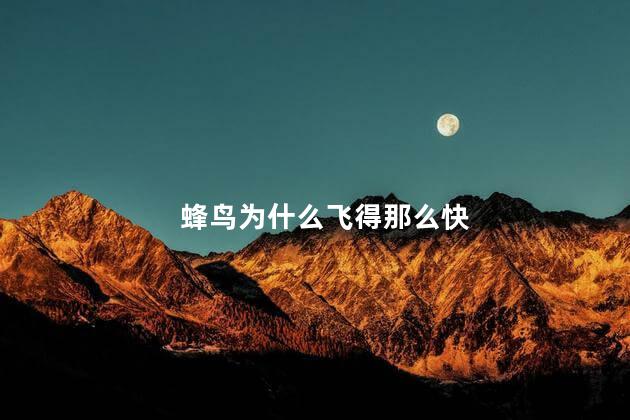 蜂鸟为什么飞得那么快，为什么蜂鸟飞得那么快