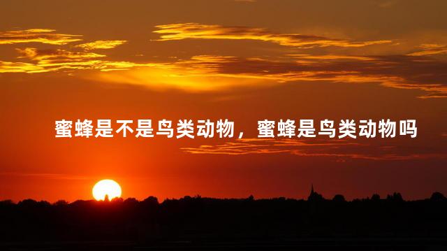 蜜蜂是不是鸟类动物，蜜蜂是鸟类动物吗