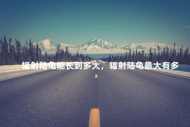 辐射陆龟能长到多大，辐射陆龟最大有多大