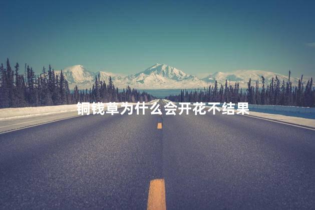 铜钱草为什么会开花不结果，铜钱草怎么养水培