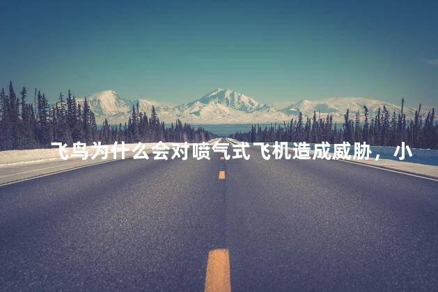 飞鸟为什么会对喷气式飞机造成威胁，小鸟最怕的两个国家是什么
